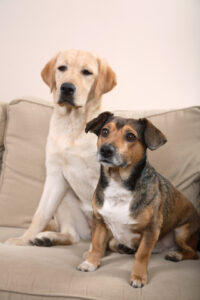 Two Dogs 30 Minute Visit