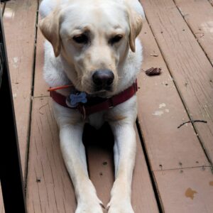 Dog One Hour Visit