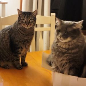 Cat Visit 30 Minutes