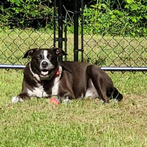 Dog 30 Minute Visit
